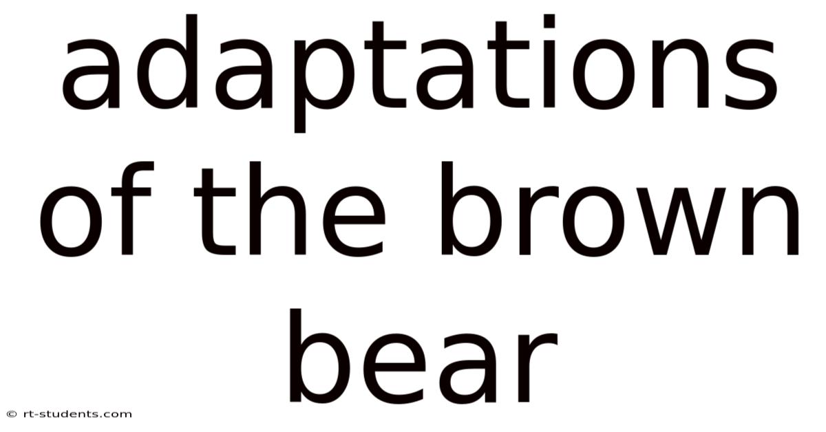 Adaptations Of The Brown Bear