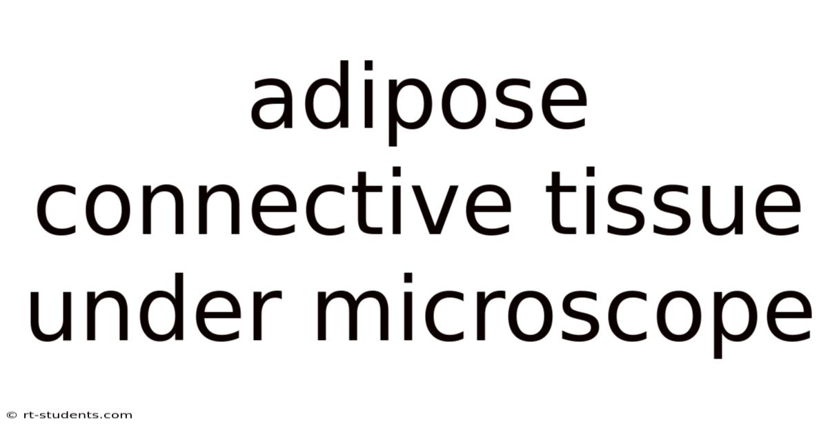 Adipose Connective Tissue Under Microscope