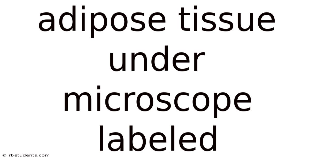 Adipose Tissue Under Microscope Labeled