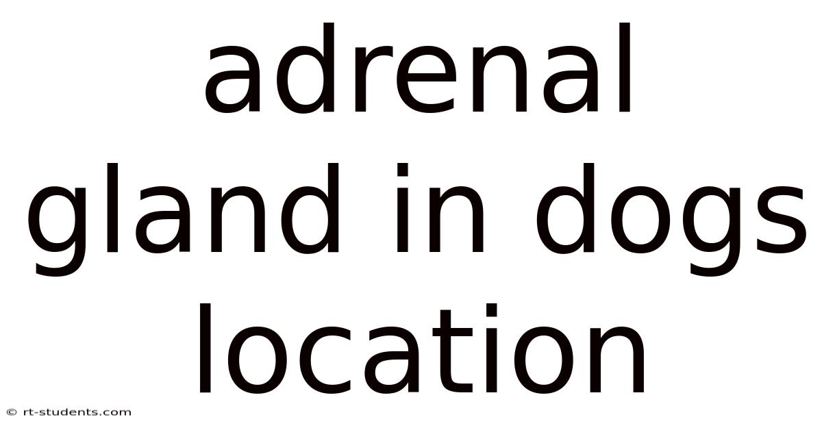 Adrenal Gland In Dogs Location
