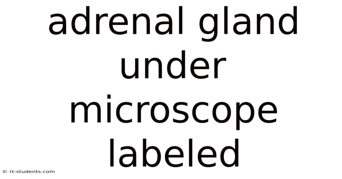 Adrenal Gland Under Microscope Labeled