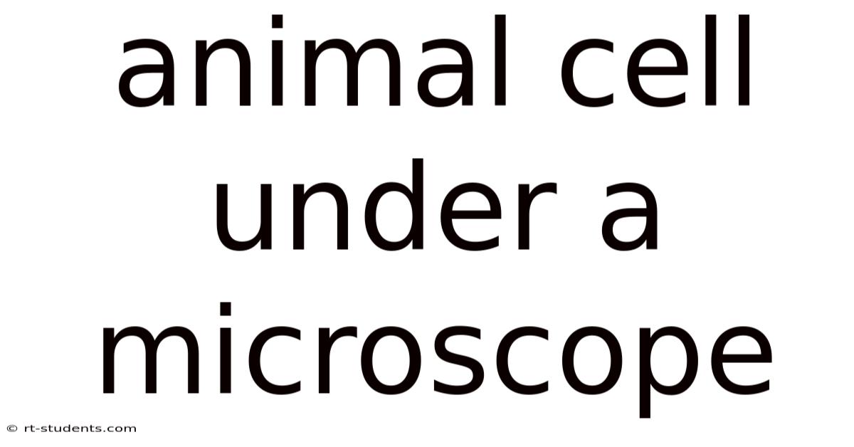 Animal Cell Under A Microscope