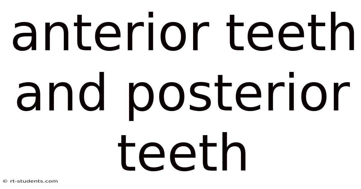 Anterior Teeth And Posterior Teeth