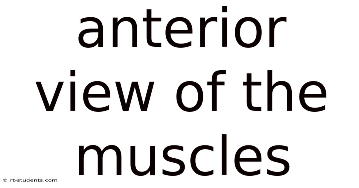 Anterior View Of The Muscles