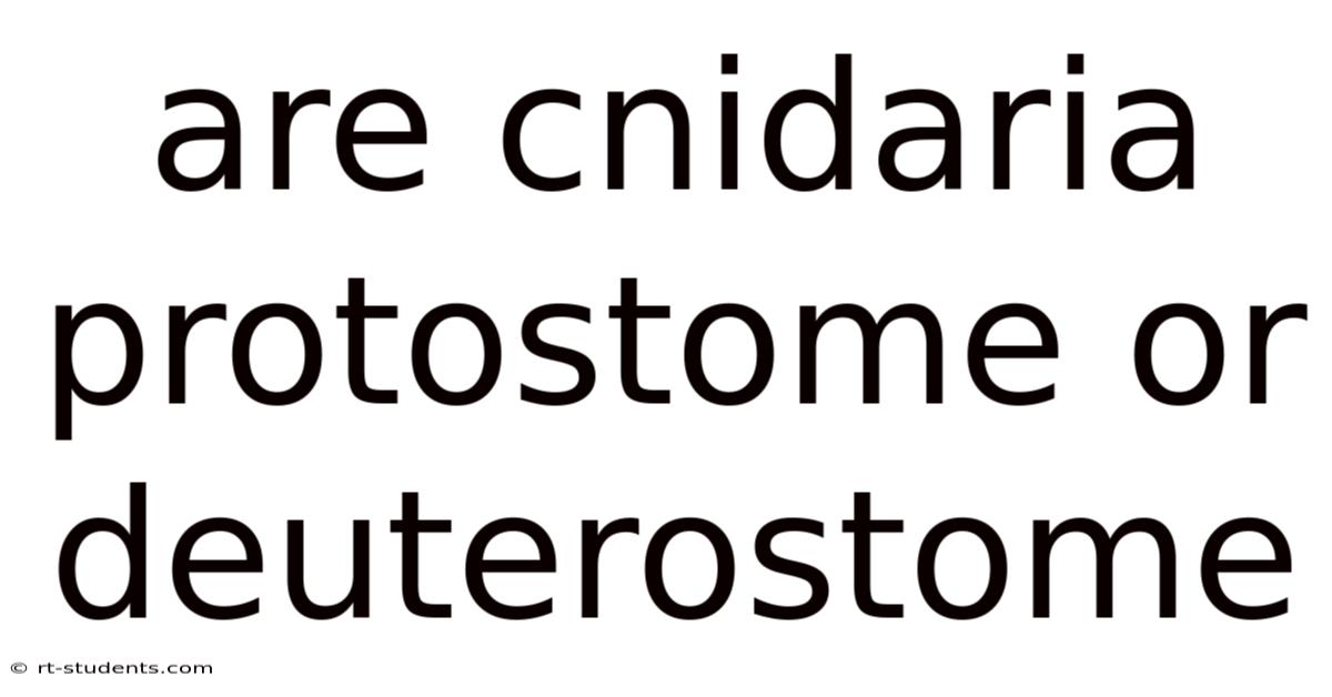 Are Cnidaria Protostome Or Deuterostome