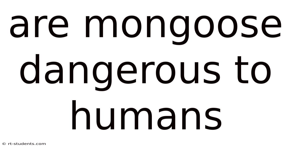 Are Mongoose Dangerous To Humans