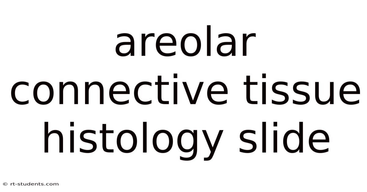 Areolar Connective Tissue Histology Slide