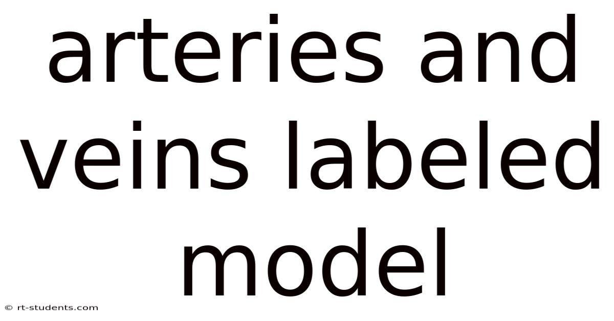Arteries And Veins Labeled Model