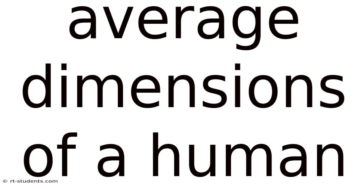 Average Dimensions Of A Human