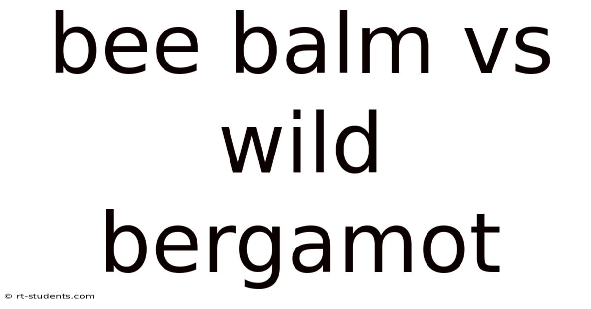 Bee Balm Vs Wild Bergamot