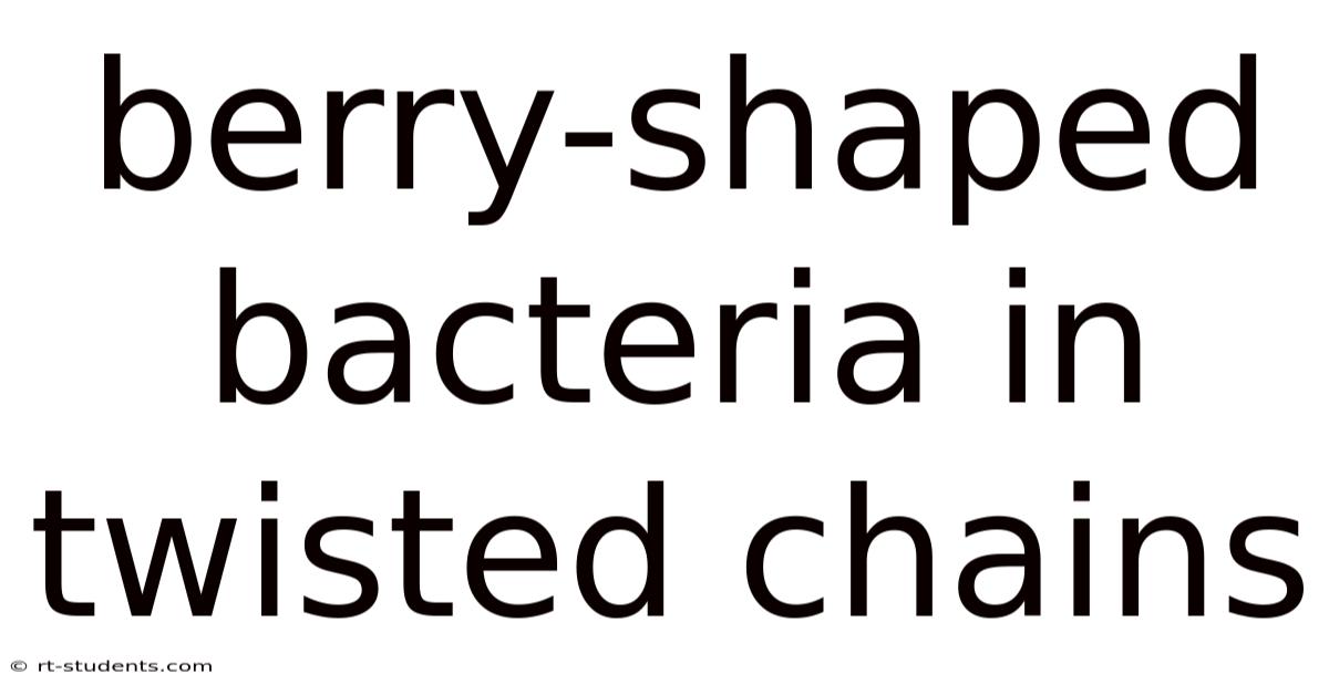 Berry-shaped Bacteria In Twisted Chains