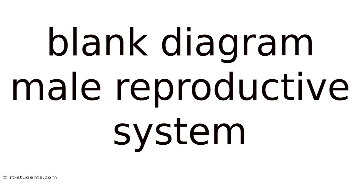 Blank Diagram Male Reproductive System