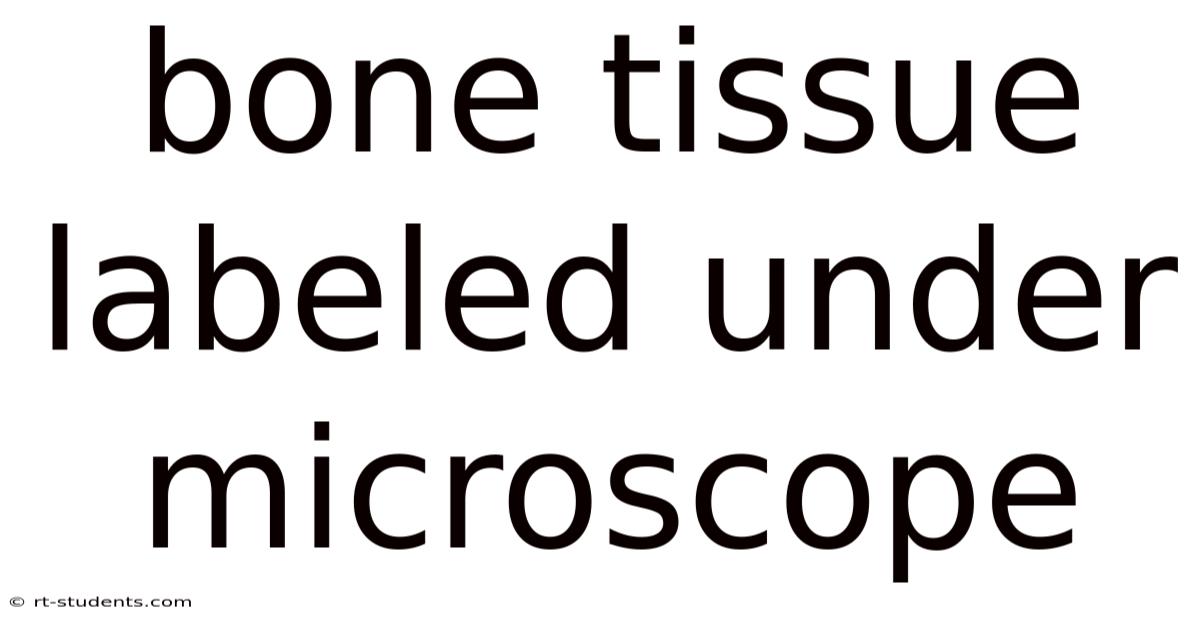 Bone Tissue Labeled Under Microscope