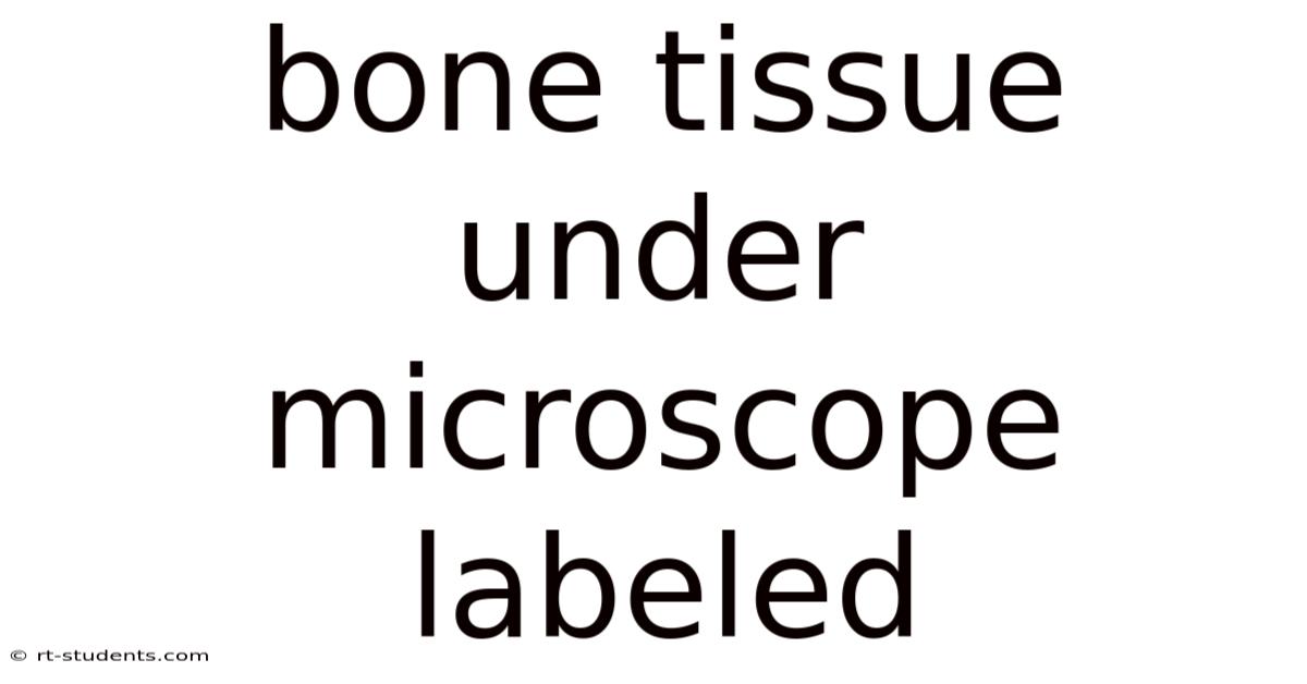 Bone Tissue Under Microscope Labeled