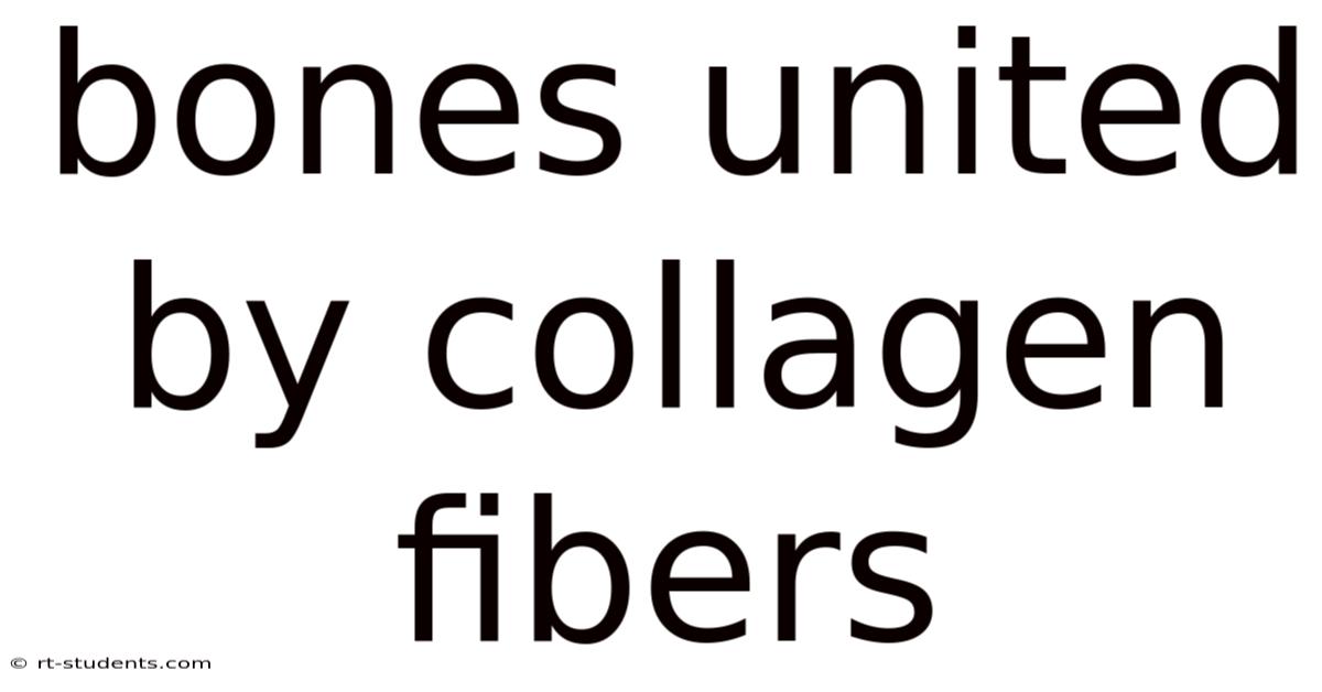 Bones United By Collagen Fibers