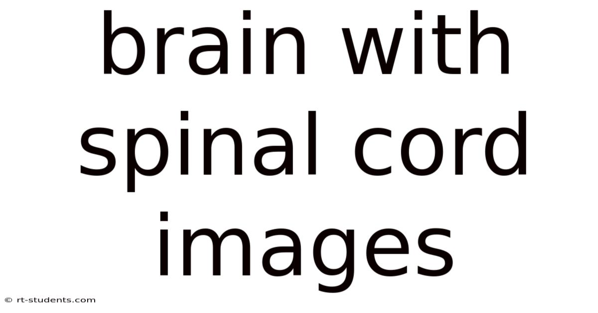 Brain With Spinal Cord Images
