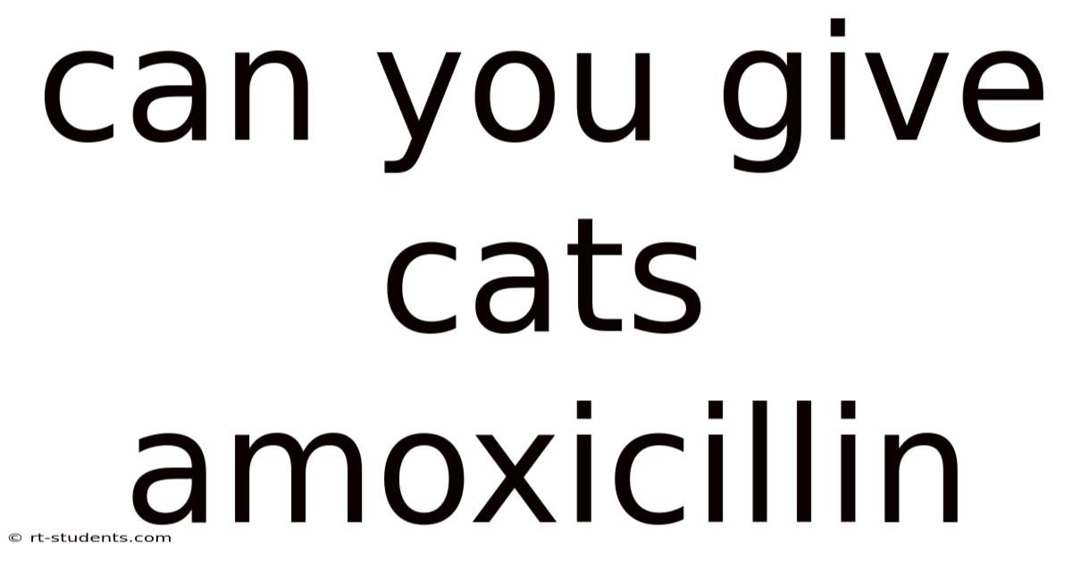 Can You Give Cats Amoxicillin