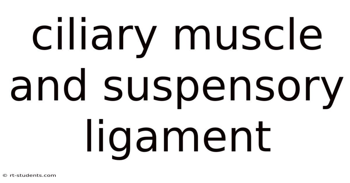 Ciliary Muscle And Suspensory Ligament