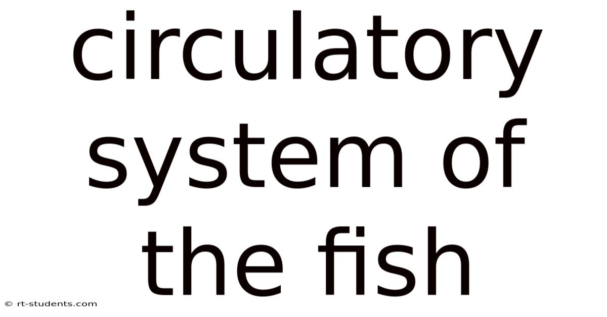 Circulatory System Of The Fish