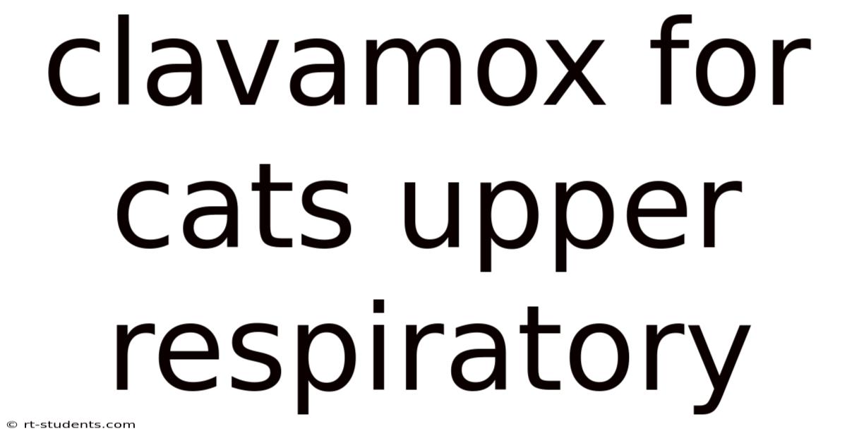 Clavamox For Cats Upper Respiratory