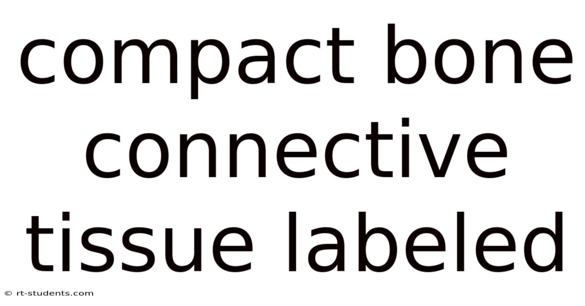 Compact Bone Connective Tissue Labeled