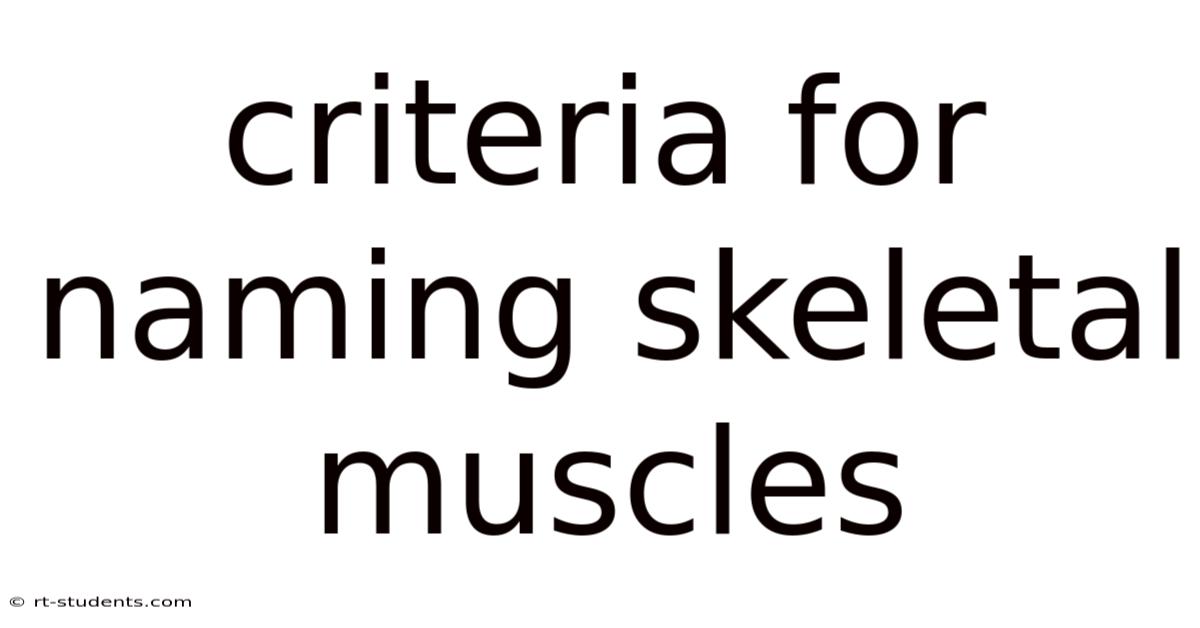 Criteria For Naming Skeletal Muscles