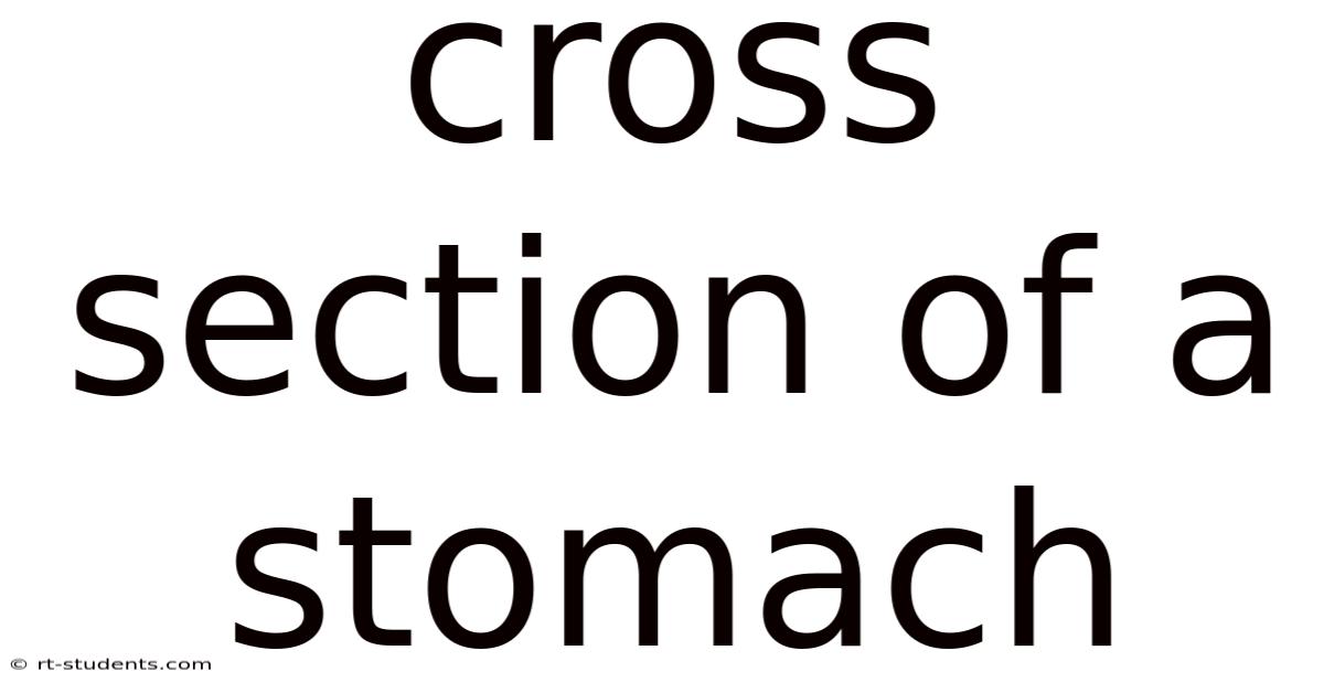 Cross Section Of A Stomach