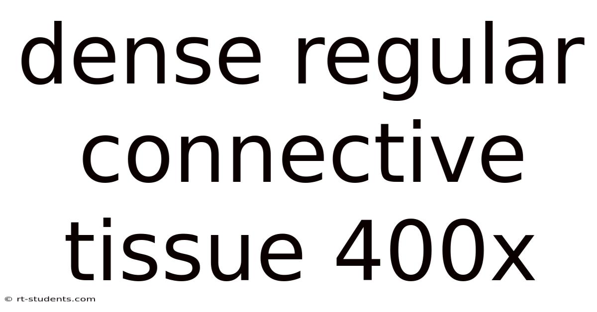 Dense Regular Connective Tissue 400x