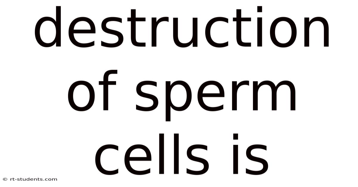 Destruction Of Sperm Cells Is