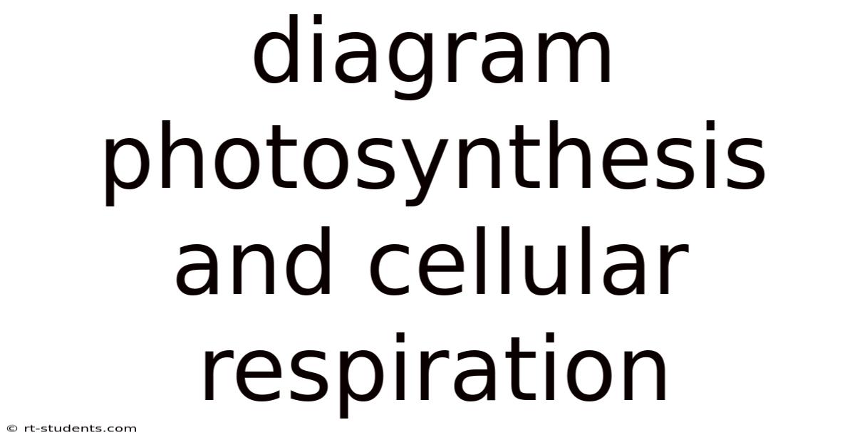 Diagram Photosynthesis And Cellular Respiration