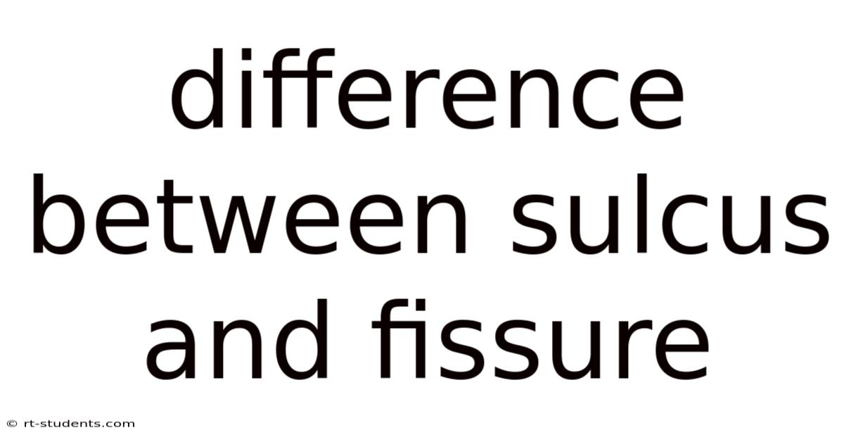 Difference Between Sulcus And Fissure
