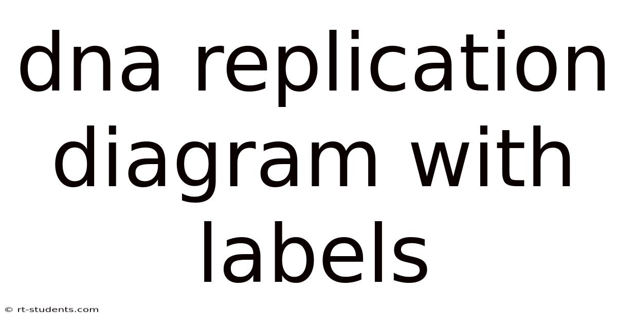 Dna Replication Diagram With Labels