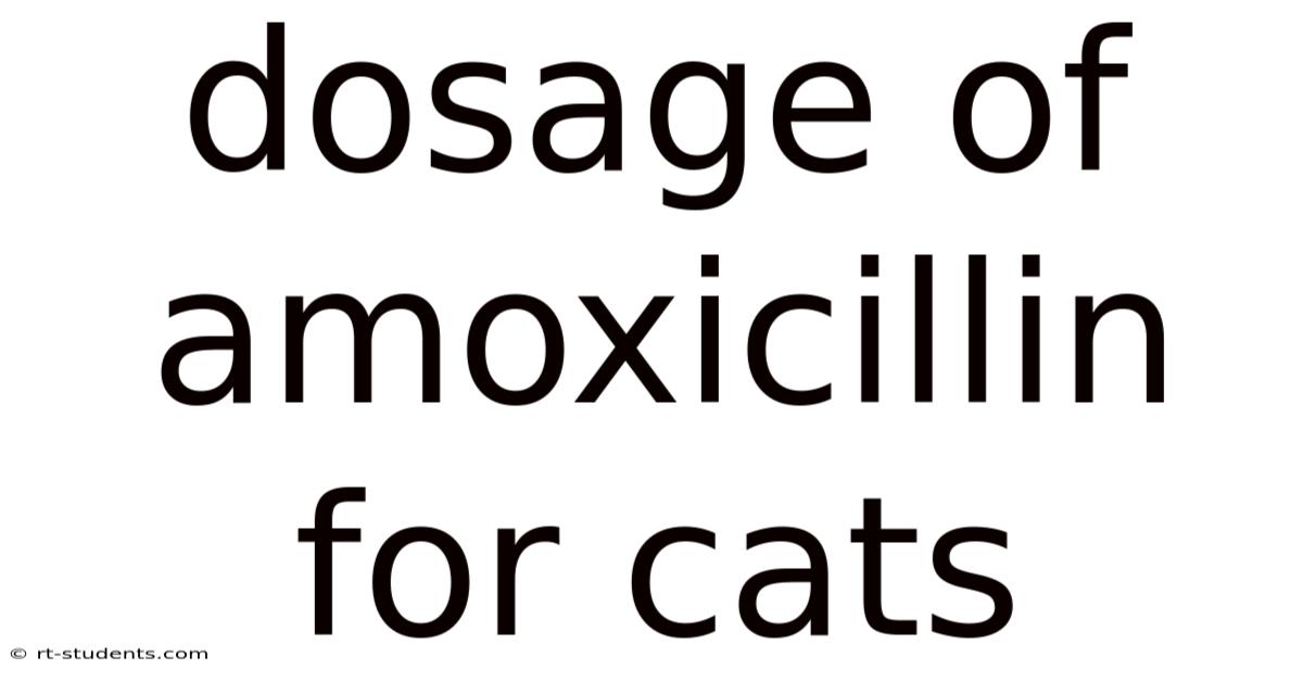 Dosage Of Amoxicillin For Cats