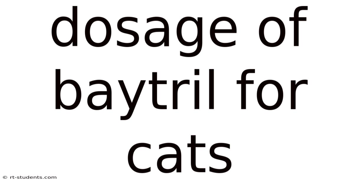Dosage Of Baytril For Cats
