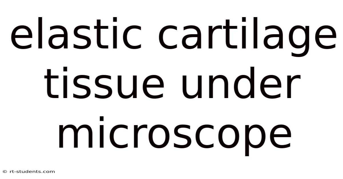Elastic Cartilage Tissue Under Microscope