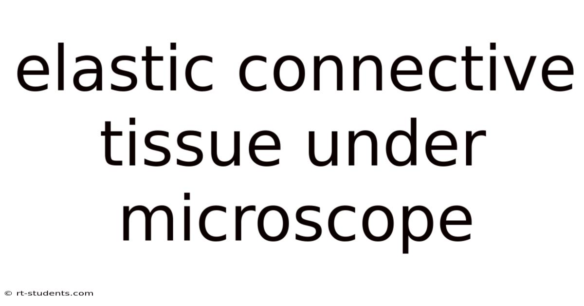 Elastic Connective Tissue Under Microscope