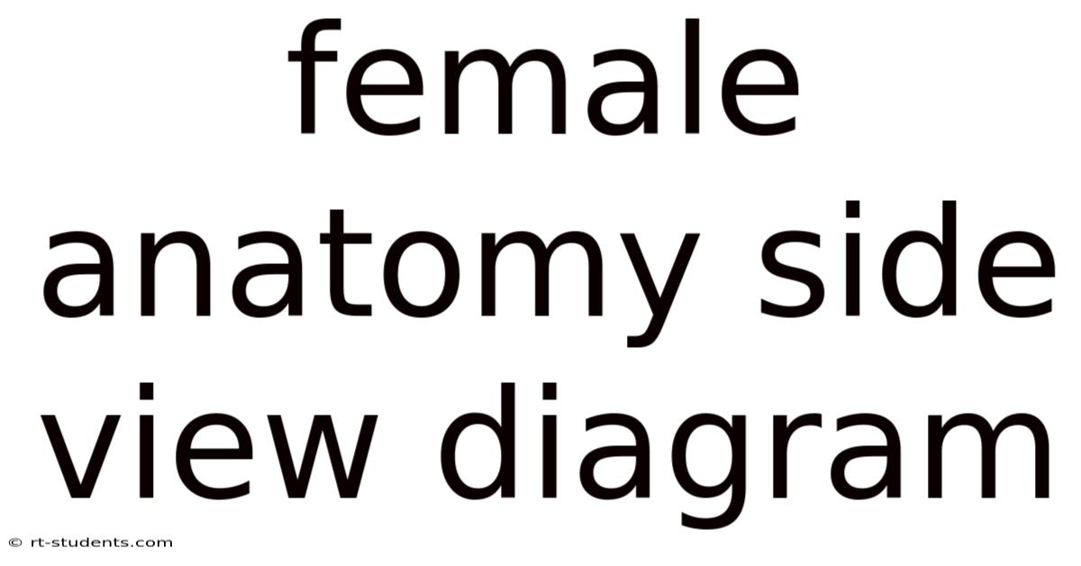 Female Anatomy Side View Diagram