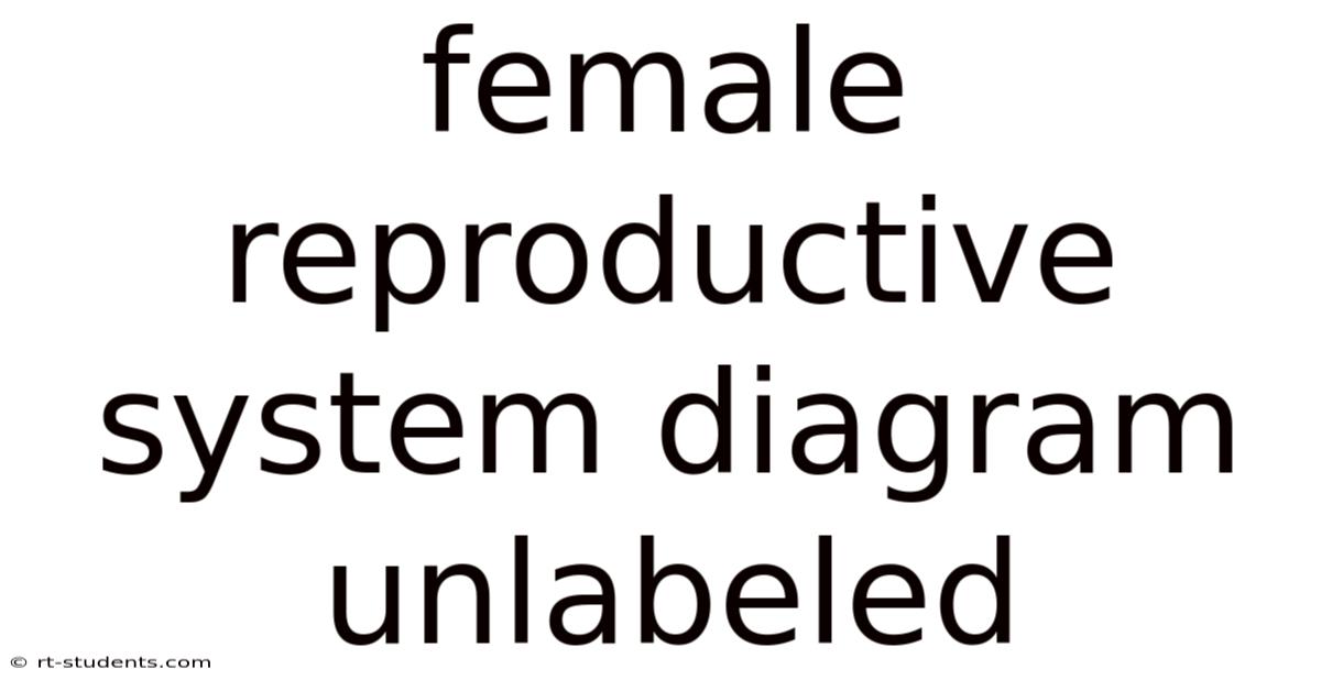 Female Reproductive System Diagram Unlabeled