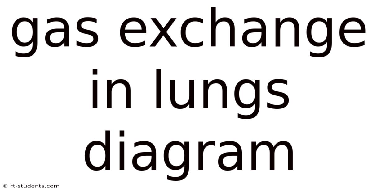 Gas Exchange In Lungs Diagram