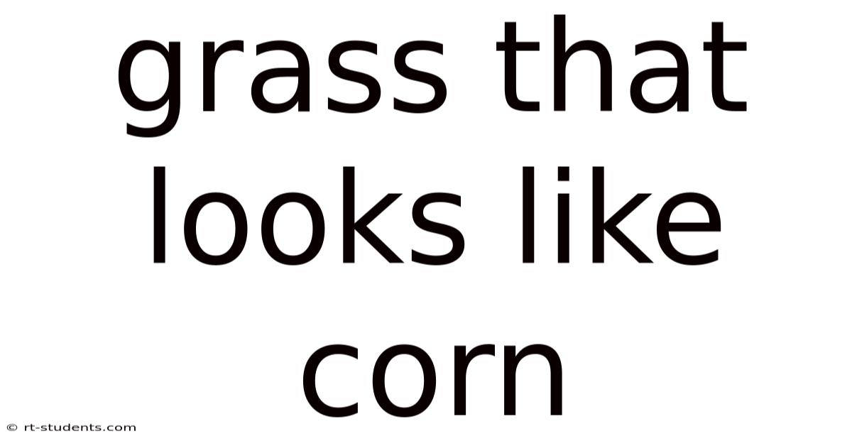 Grass That Looks Like Corn