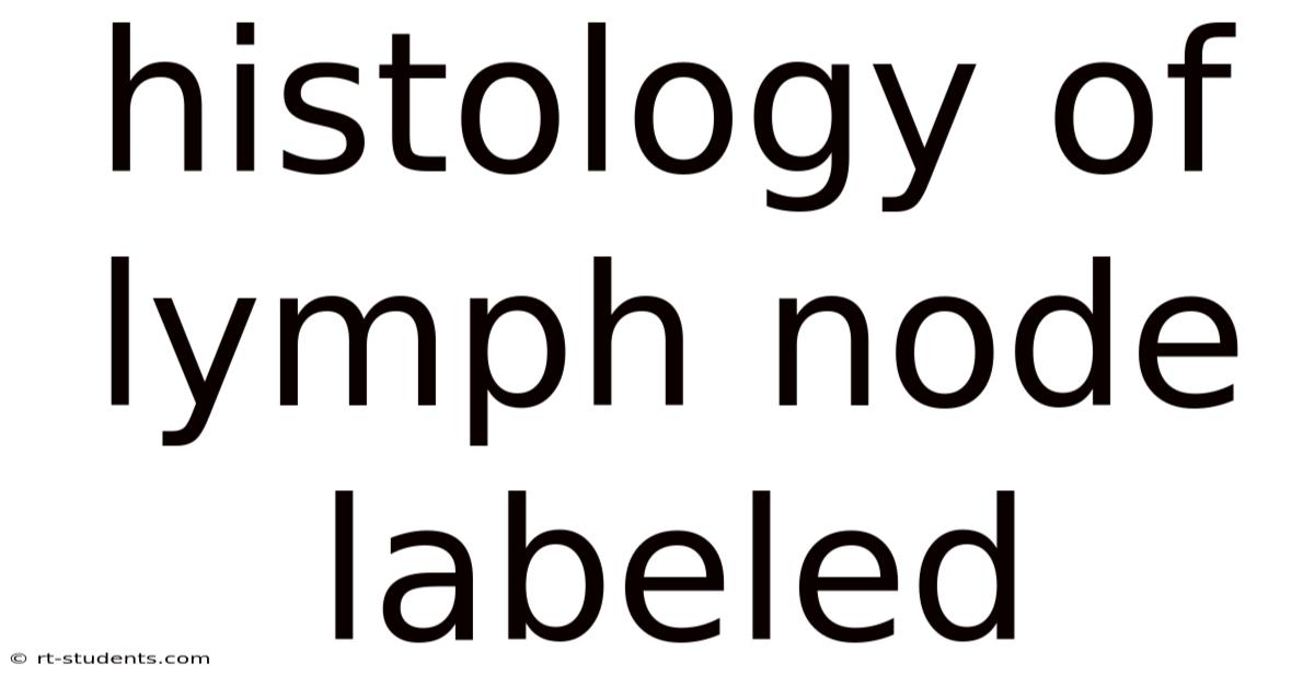 Histology Of Lymph Node Labeled