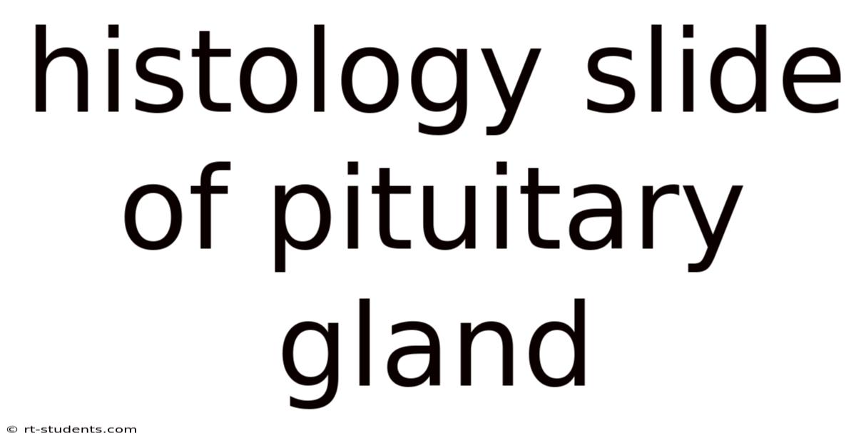 Histology Slide Of Pituitary Gland