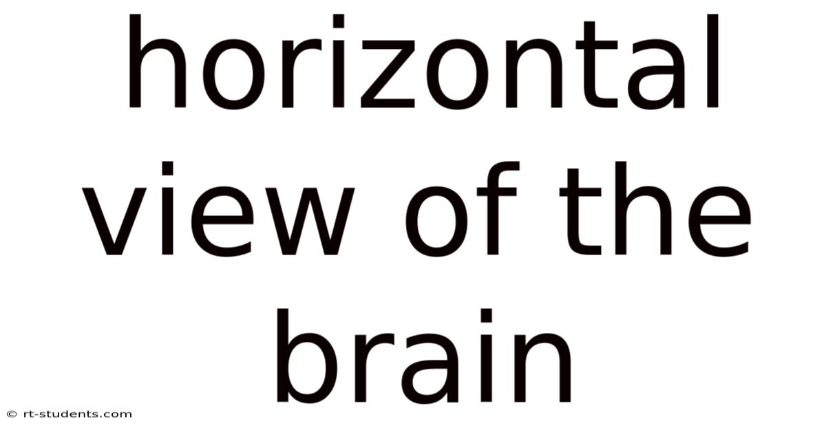 Horizontal View Of The Brain