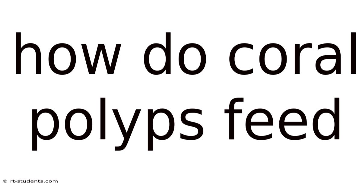 How Do Coral Polyps Feed