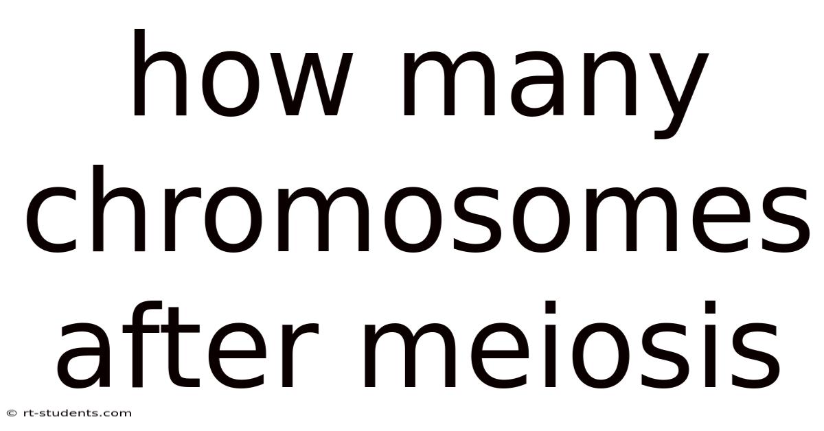 How Many Chromosomes After Meiosis
