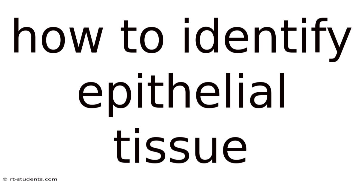 How To Identify Epithelial Tissue