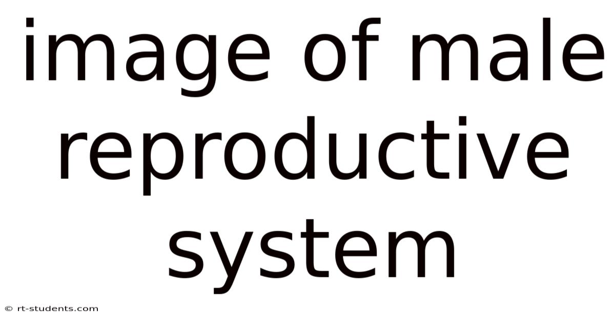 Image Of Male Reproductive System