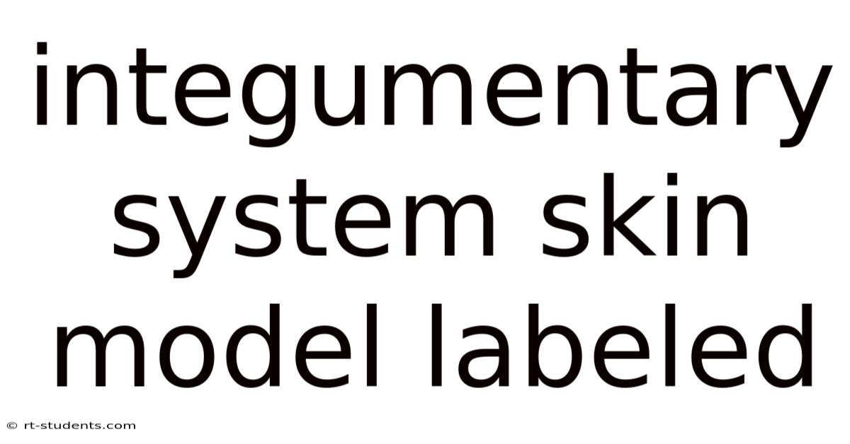 Integumentary System Skin Model Labeled