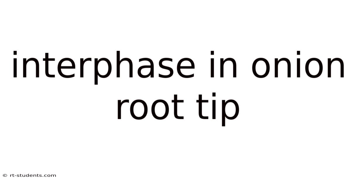 Interphase In Onion Root Tip