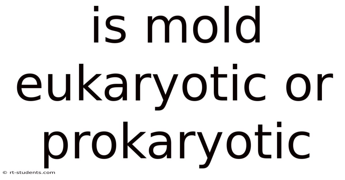 Is Mold Eukaryotic Or Prokaryotic